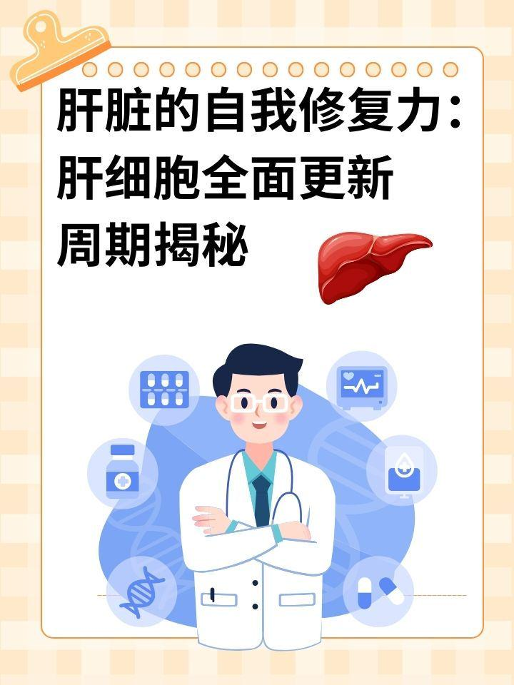 肝脏的自我修复力：肝细胞全面更新周期揭秘
