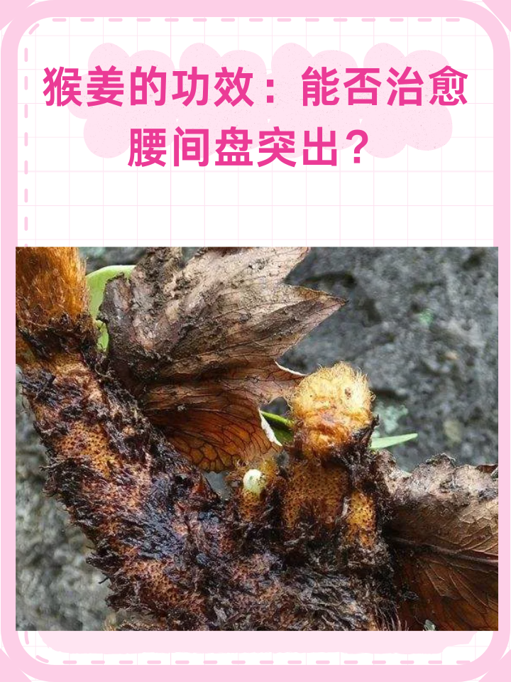 猴姜的功效：能否治愈腰间盘突出？